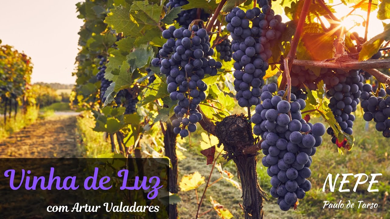 Vinha de Luz #015 - N&atilde;o entendem