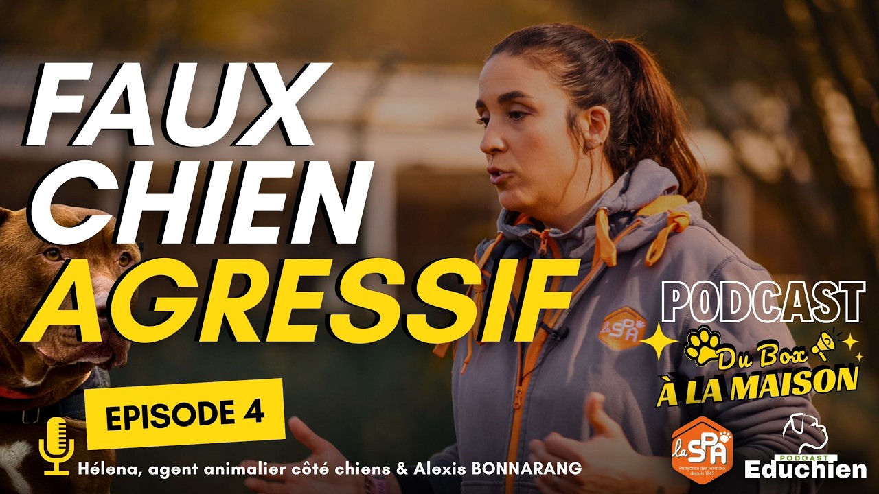 🎙️ Du Box à la Maison – Épisode 4 - CHIENS VS HUMAINS  : Le problème de communication