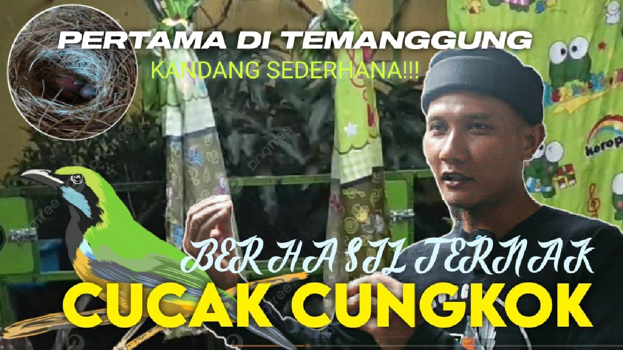 KANDANG TIDAK MEYAKINKAN!!! Pria Ini SUKSES TERNAK CUCAK CUNGKOK - Pertama Di TEMANGGUNG