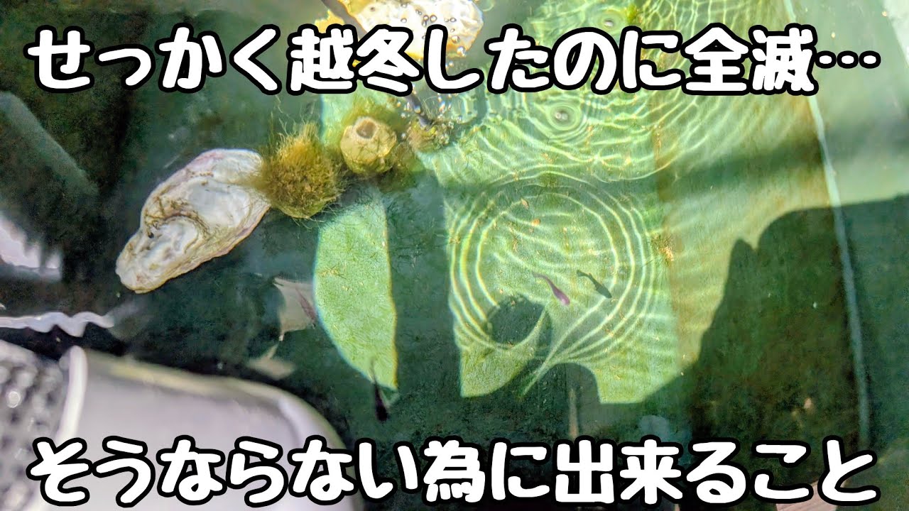 越冬させためだかが全滅してしまう前に…【メダカ】