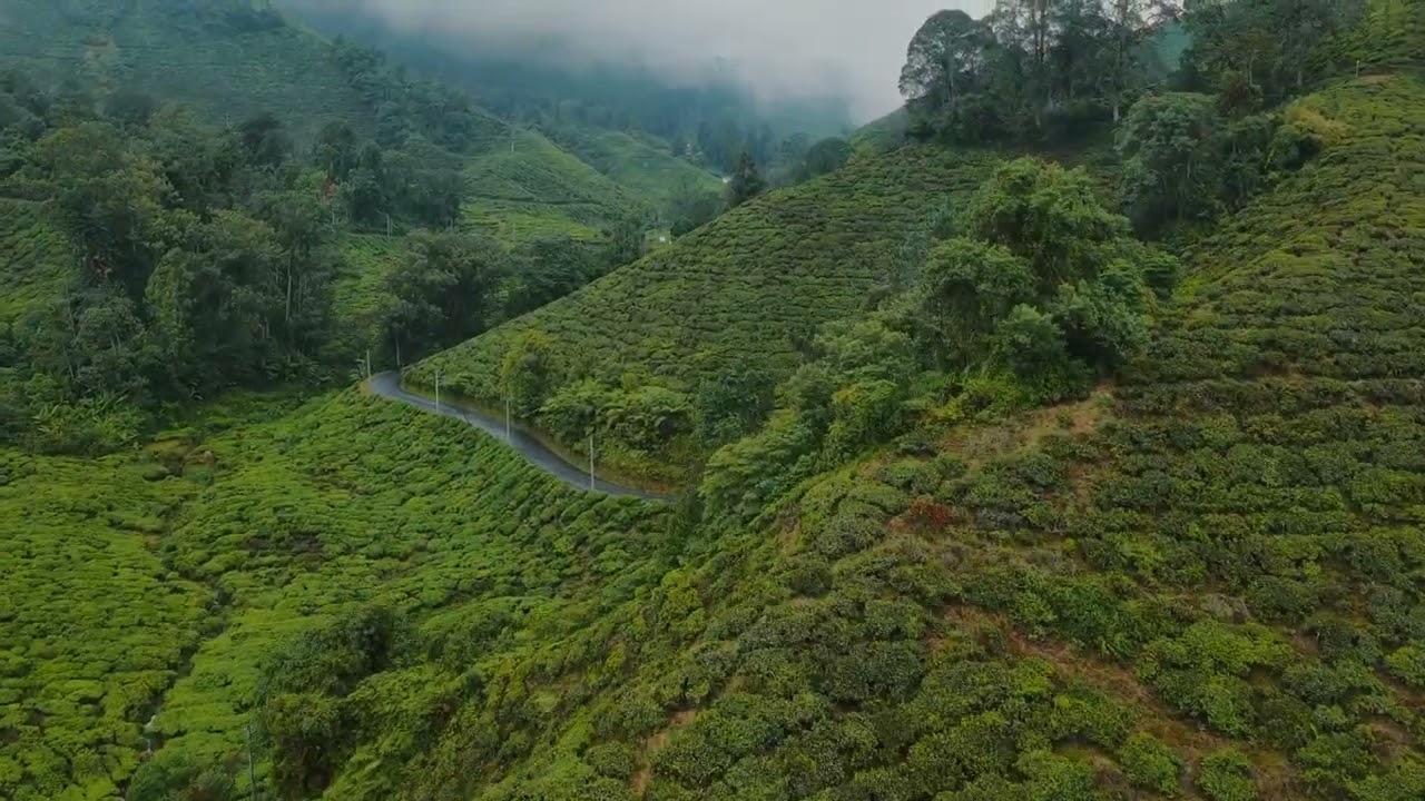 Tea Plantations from the Sky 🌿 | Cameron Highlands Drone Cinematic 4K