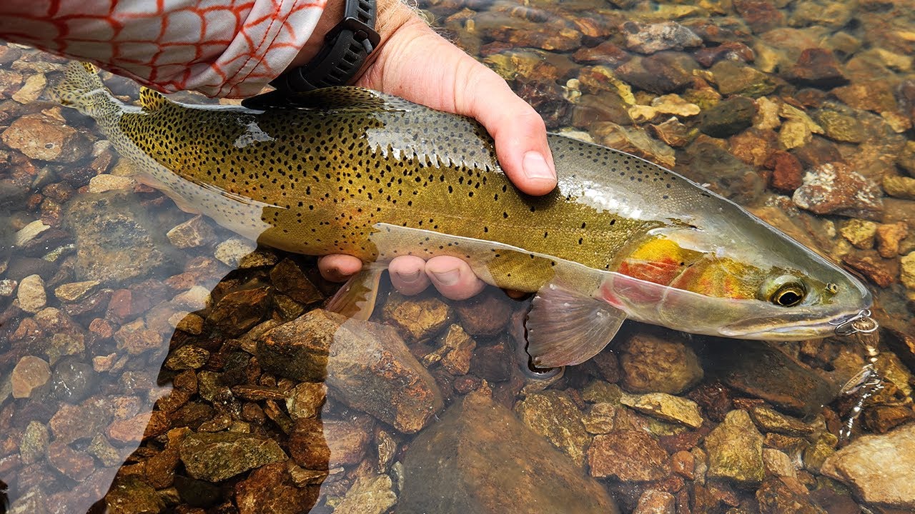 Fishing the Backcountry of Yellowstone National Park