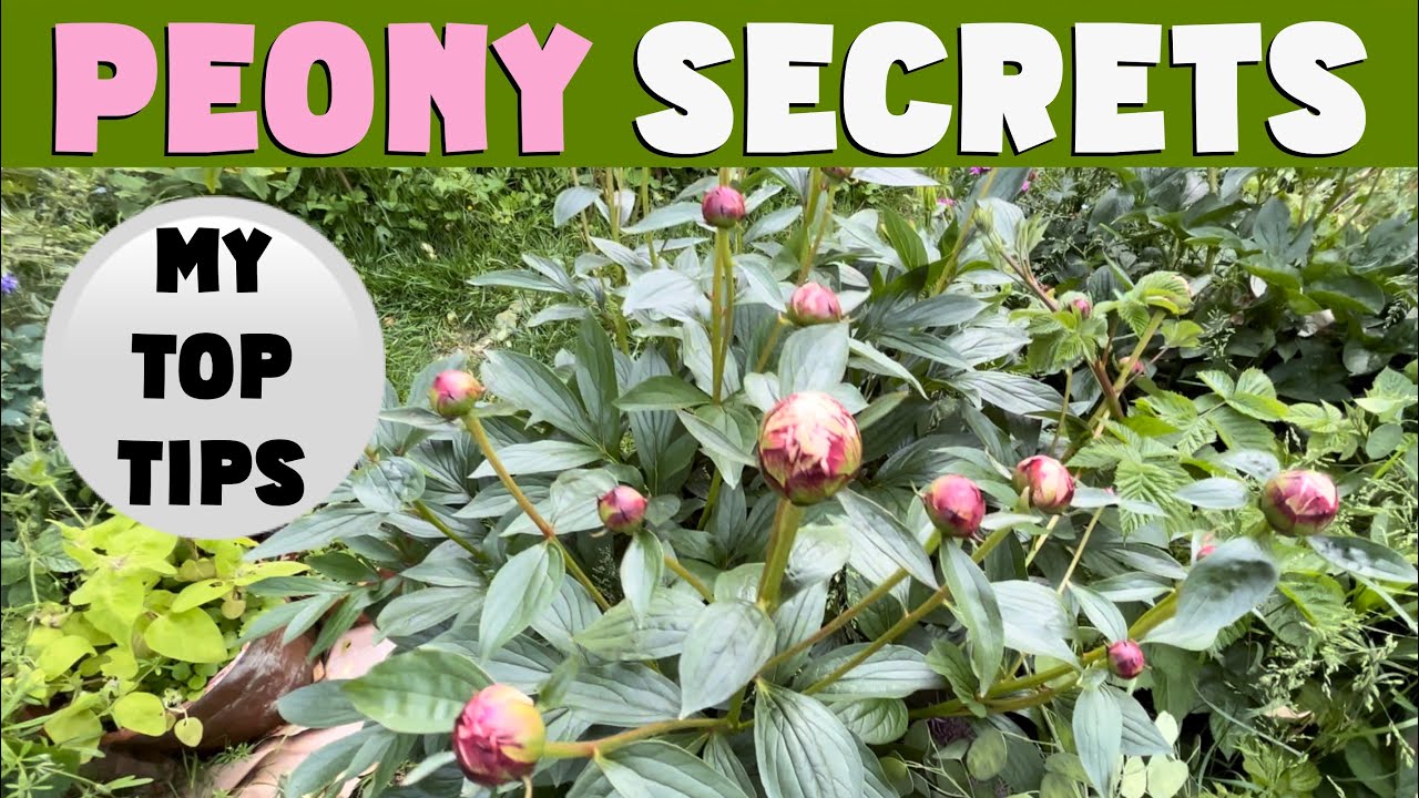 PEONY SECRETS. MY top tips for growing & propagating lush & beautiful peonies