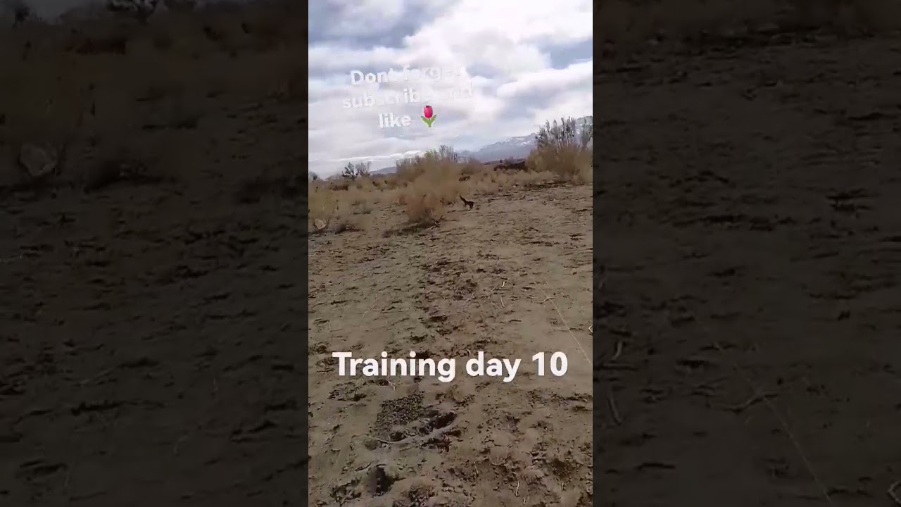 Training with my barbary falcon day 10