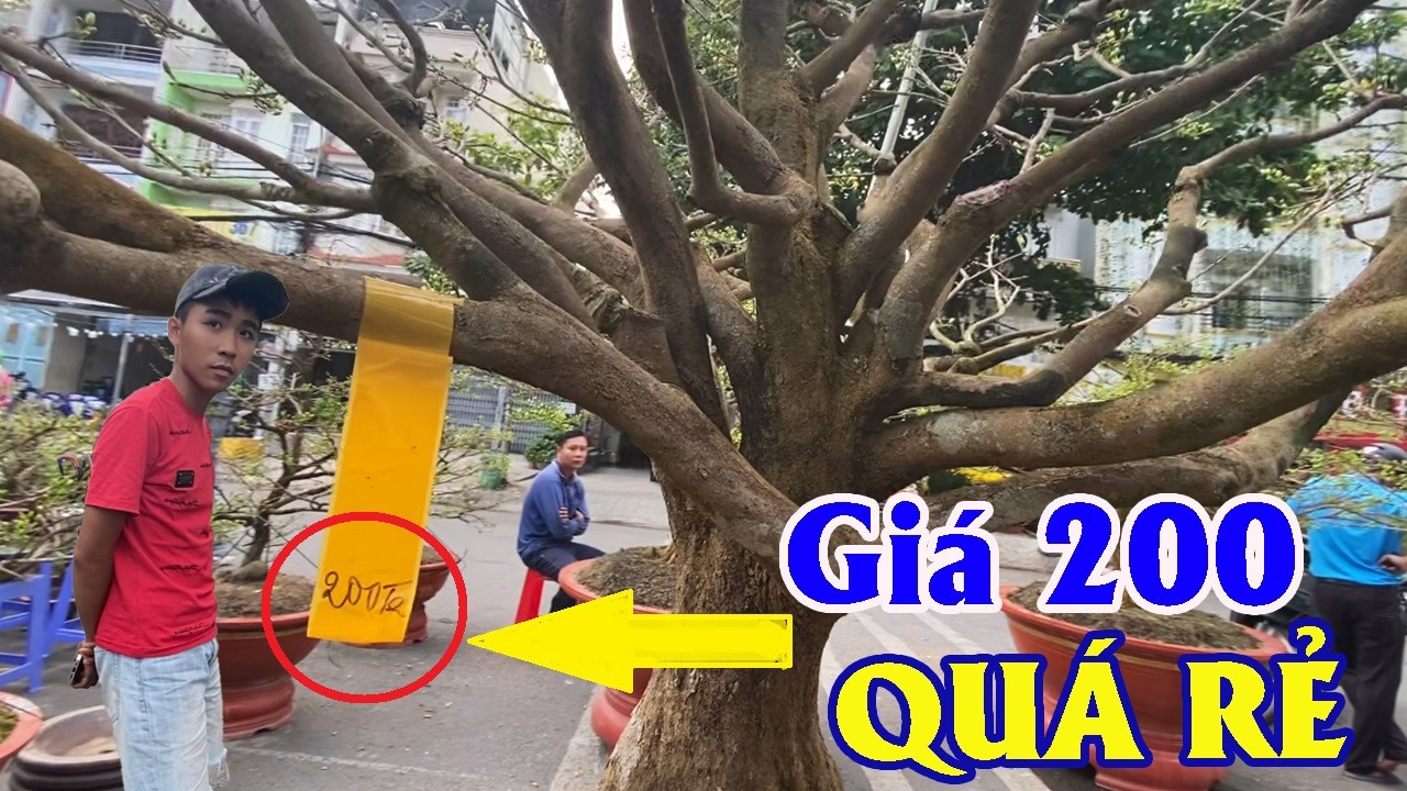 Lô mai vàng, hoa giấy ngũ sắc trên Vành Đai Trong Sài Gòn, nhà vườn thu cả giỏ tiền | GMT #584