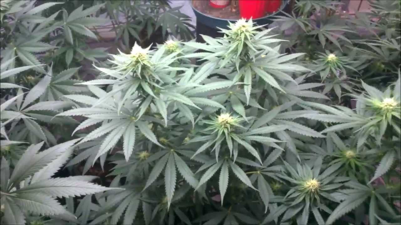 Hyroot's Garden  Induction & Led Day 23