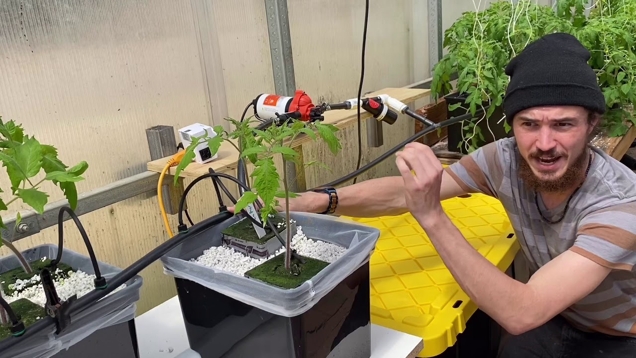 Growing Tomatoes and Cucumbers in Dutch Buckets