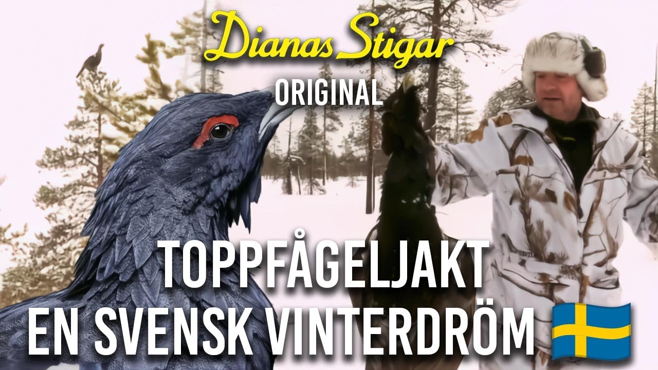 Toppfågeljakt - en svensk vinterdröm 🇸🇪 (Dianas Stigar Original)