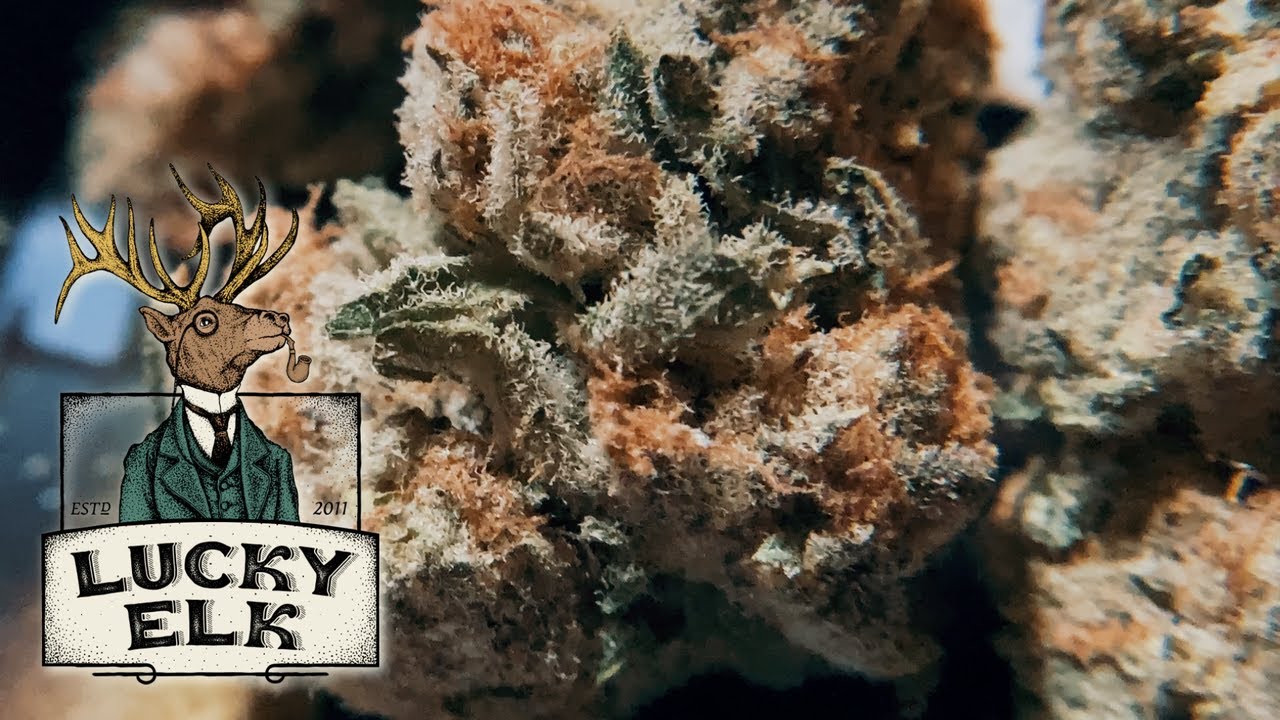 Slurricane THCa Flower by Lucky Elk!