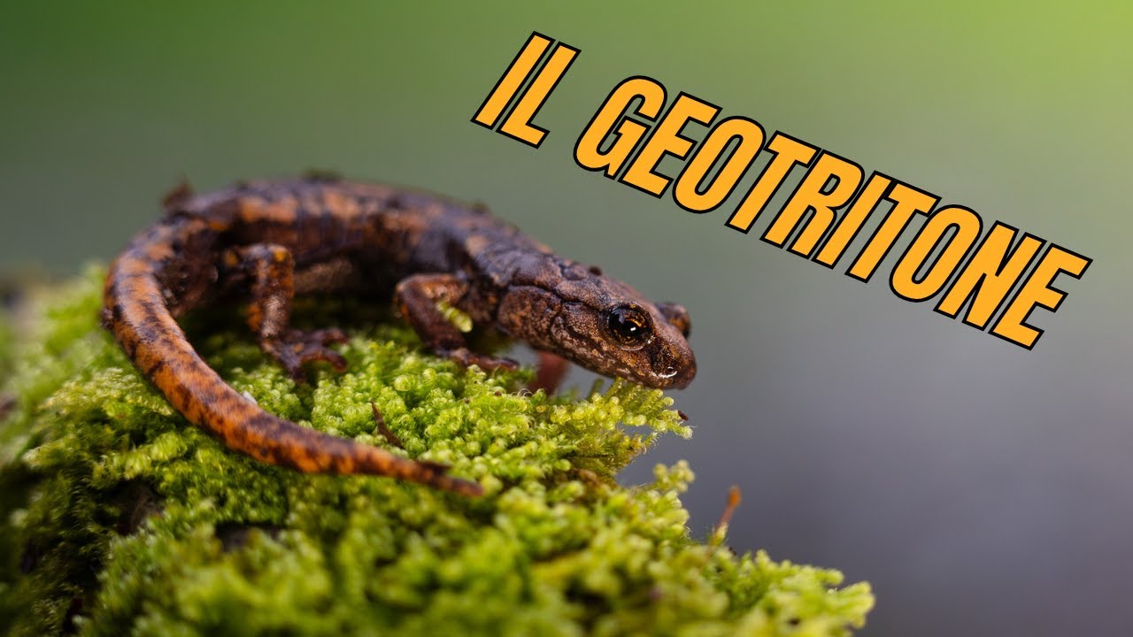 IL GEOTRITONE, un anfibio italiano molto particolare!🦎