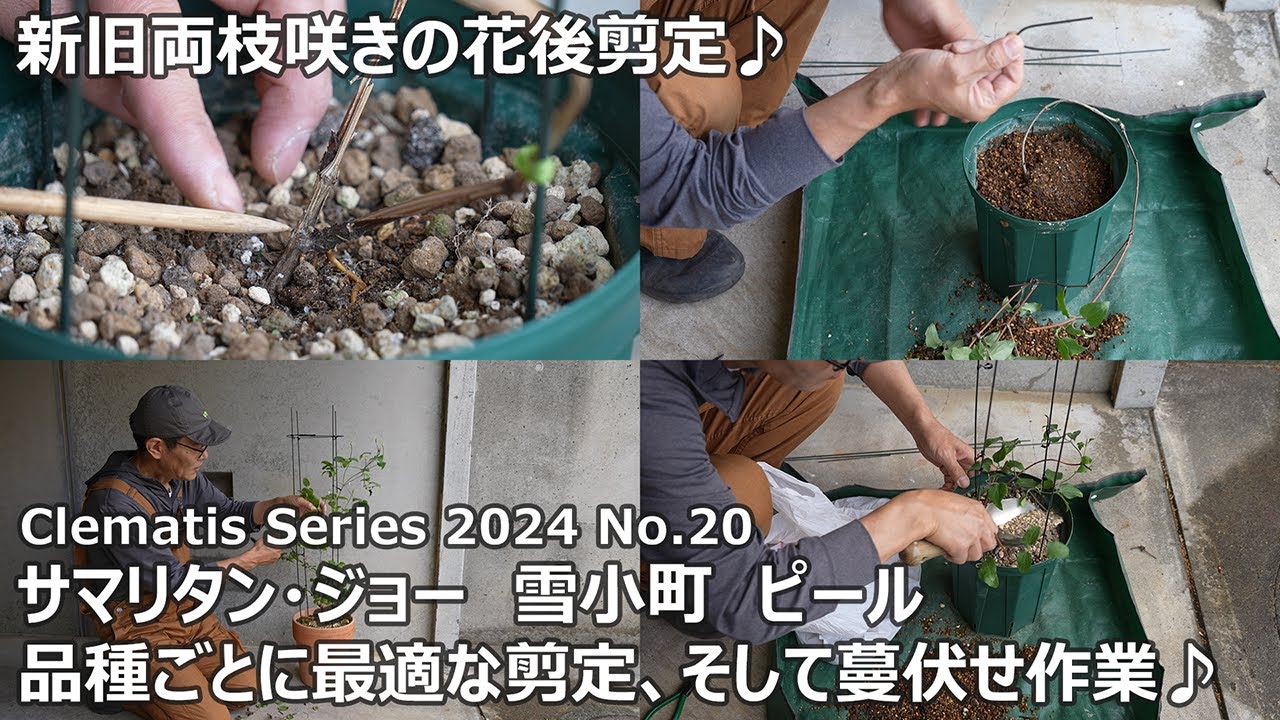 【クレマチスシリーズ 2024 No.20】新旧両枝咲きの花後剪定とお礼肥