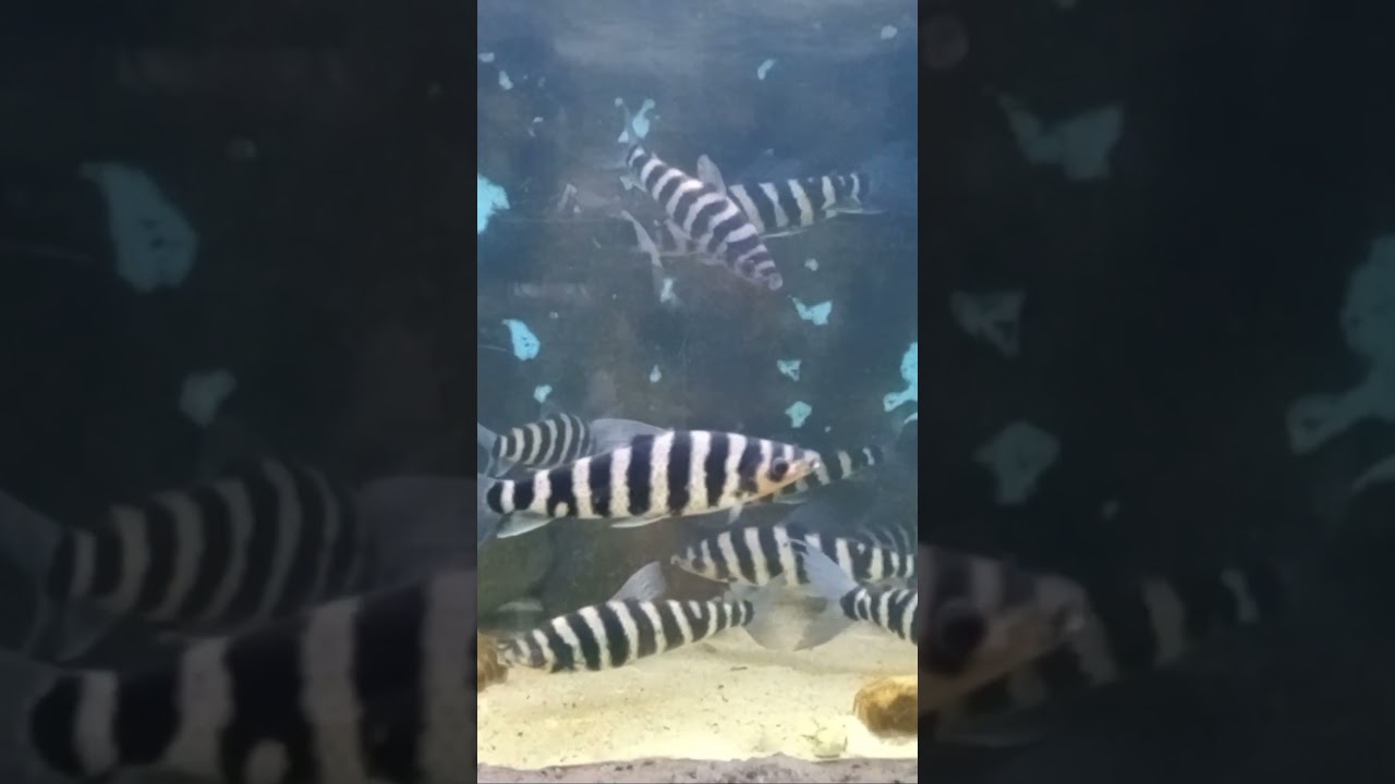 Black Banded Leporinus Fish 😳🐟😳 #fish  #shorts  #viral #animalsdaytv