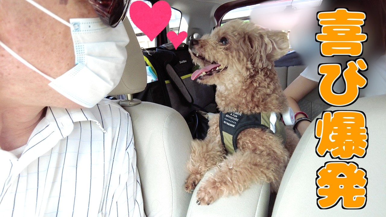 【歓喜】久しぶりに大好きなジィジに会えて喜びが爆発した愛犬ですw【トイプードル】