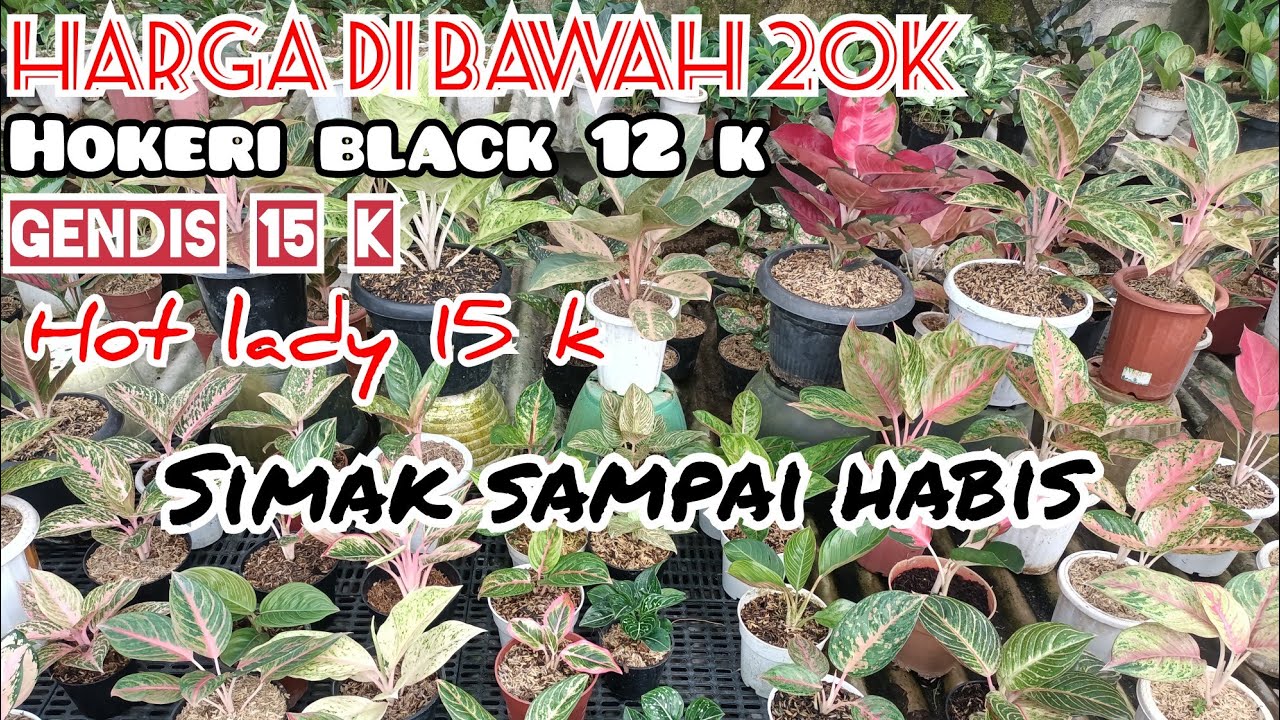 CUCI GUDANG SALE MURAH‼️BUNGA AGLONEMA,ANTHURIUM BLACK,HOKERI PINK,GELOMBANG CINTA VAR FULL DISKON