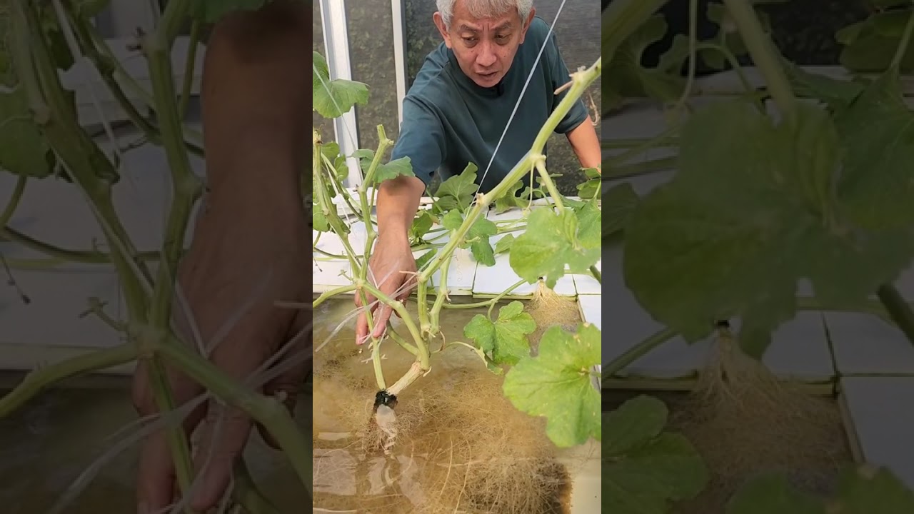 MENANAM MELON TANPA PEMANGKASAN: Sebuah Eksperimen

Credit Ronny Tanumihardja