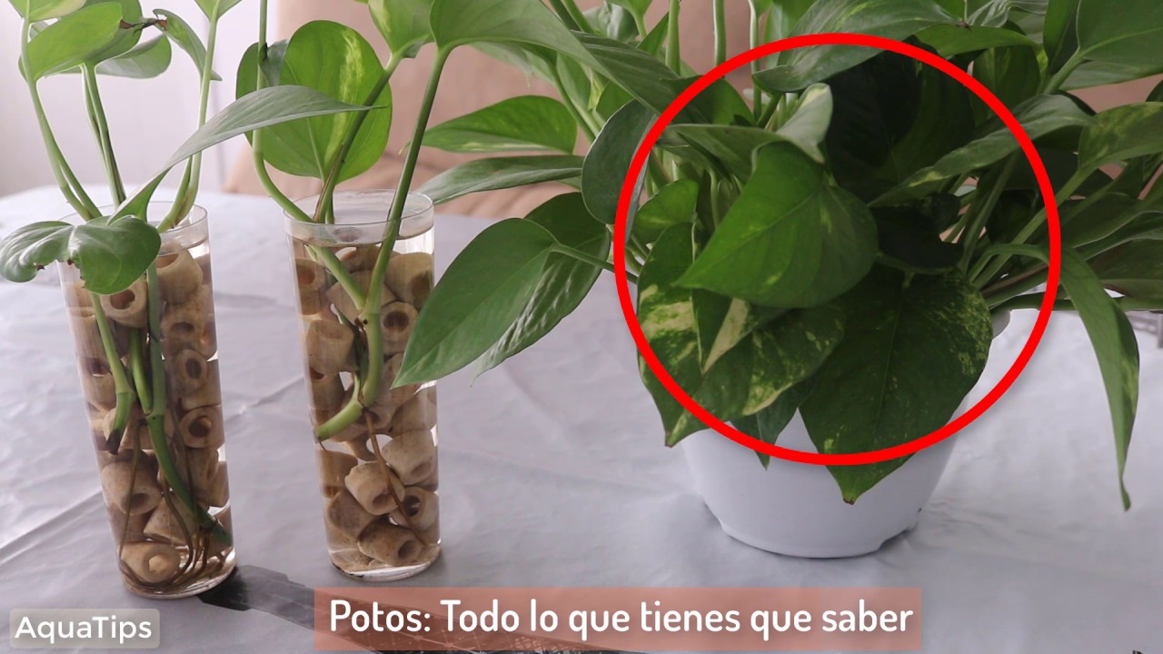 Potos: Todo lo que tienes que saber || AquaTips