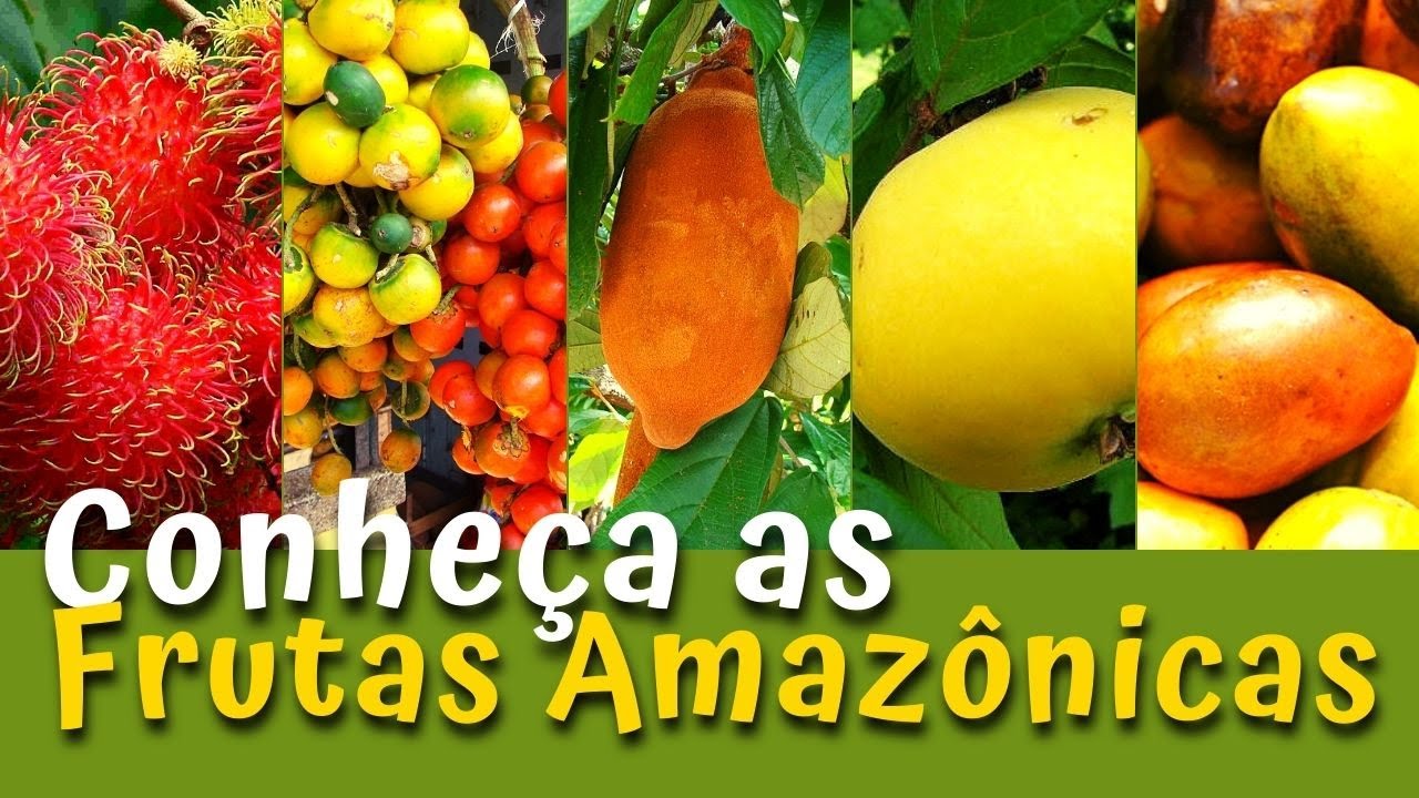 Frutas Exóticas do Amazonas I Conheça Algumas Frutas Típicas da Região Norte do Brasil.