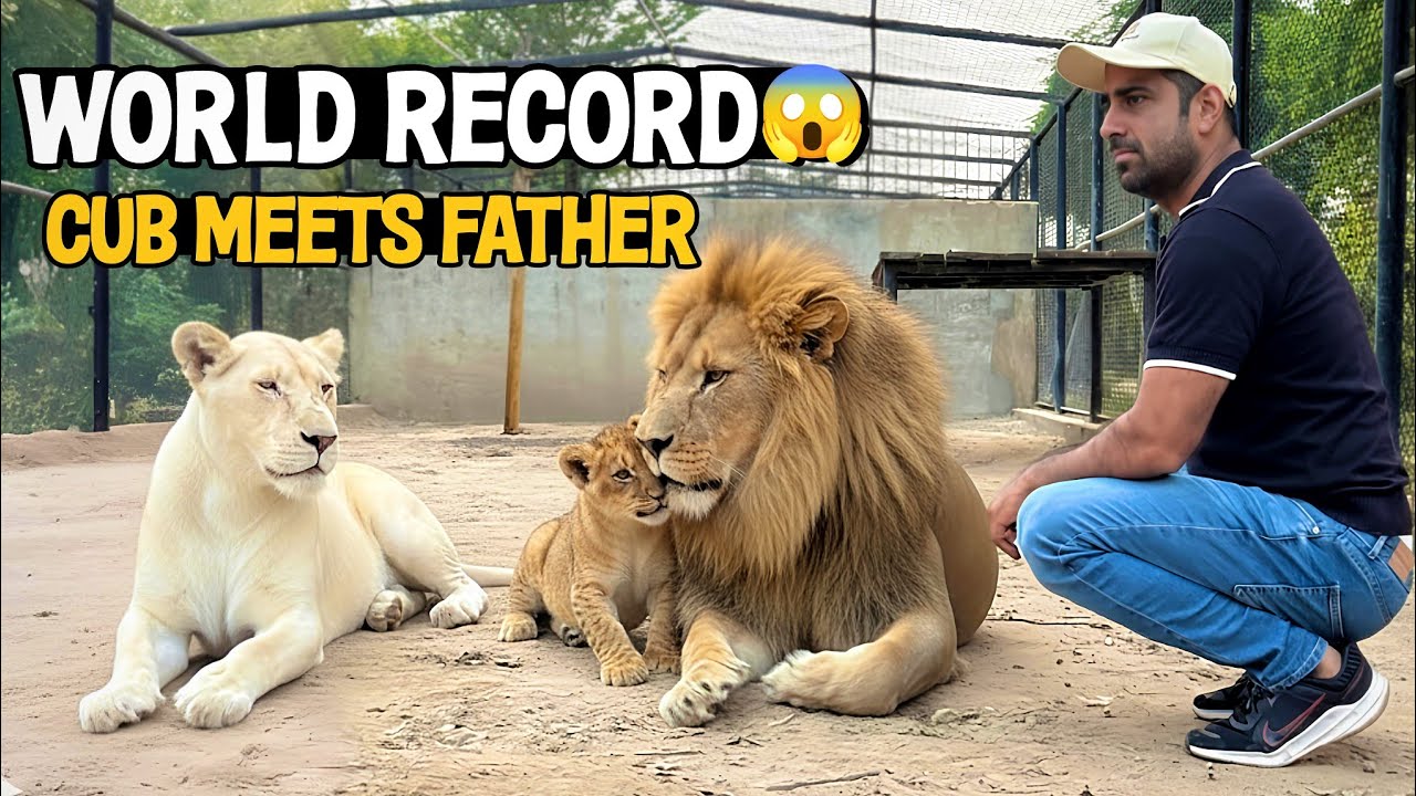 World Record 🦁 First Time Cub Meets His Real Father | Waqas Wild Farm