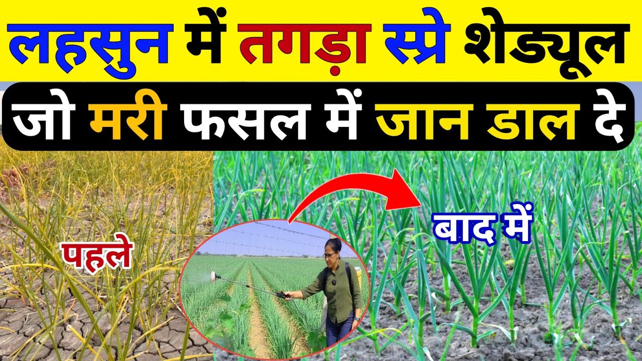 लहसुन की फसल में स्प्रे शेड्यूल 💥🧄 पीलापन 24 घंटे में कंट्रोल | Lahsun ki kheti | Lahsun me pilapan