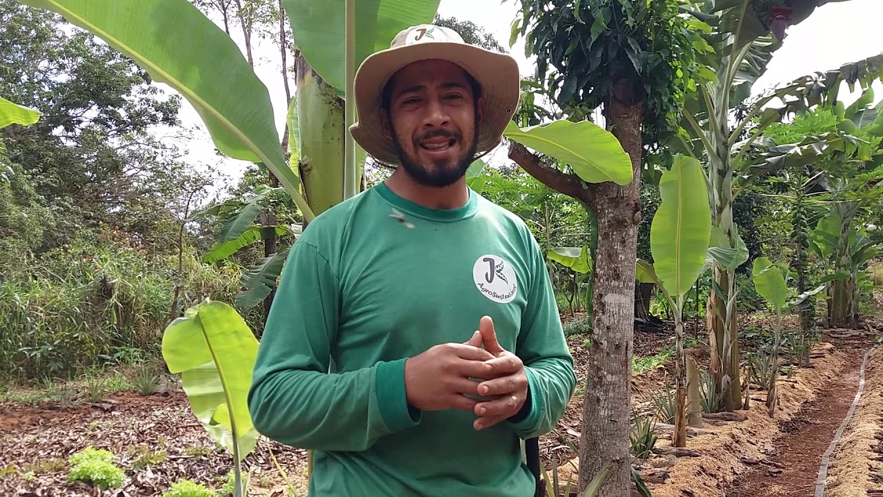 4 Canteiros em 1, Agricultura Sintrópica, Agrofloresta