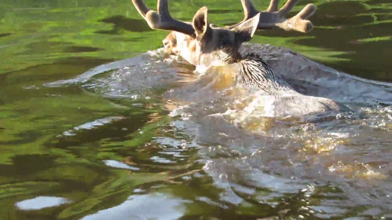 Moose is floating || Hidden Camera Trap