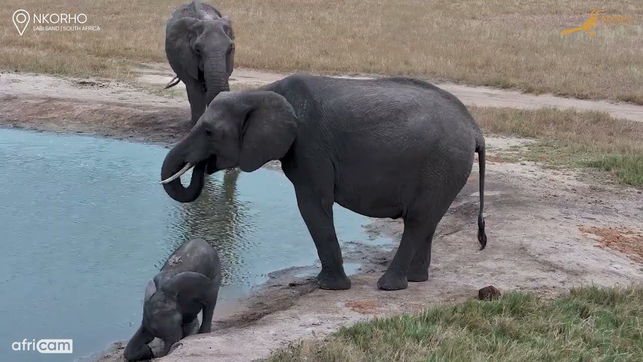 Baby Elephant Full of Energy & Cuteness