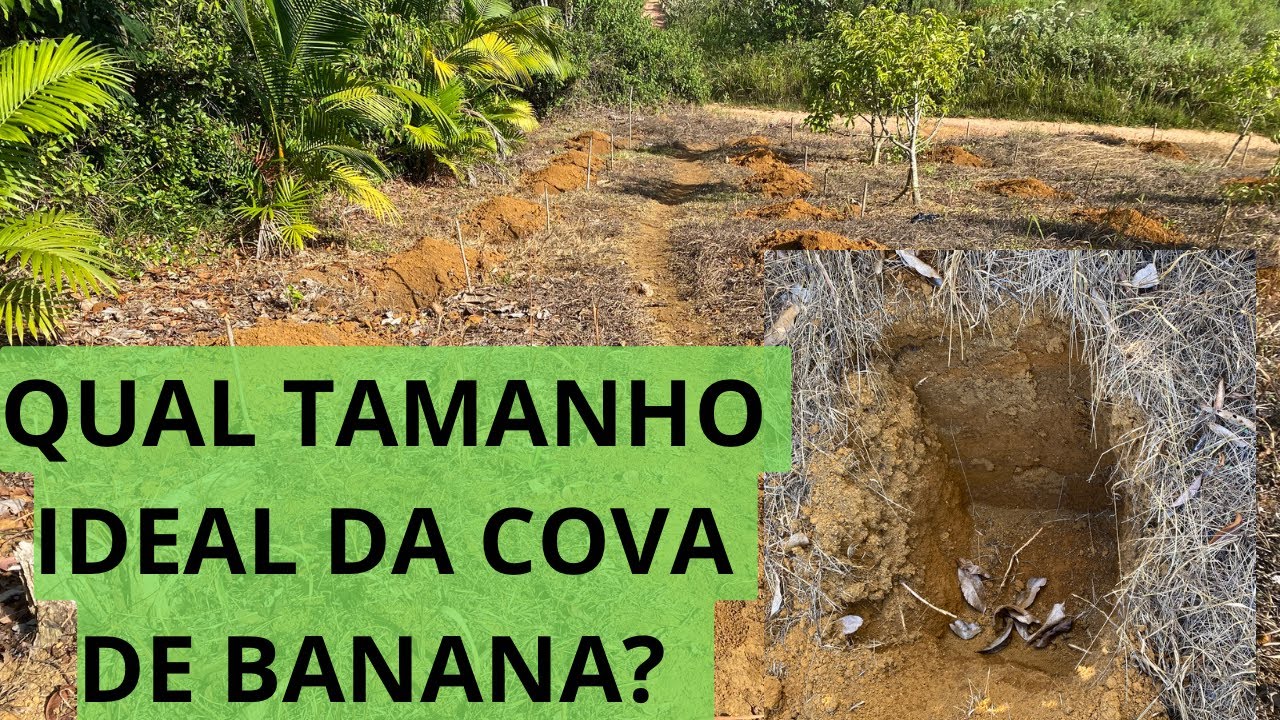 PLANTIO DE BANANA | QUAL TAMANHO DA COVA DE BANANA | DICA DE ADUBAÇÃO DA BANANEIRA