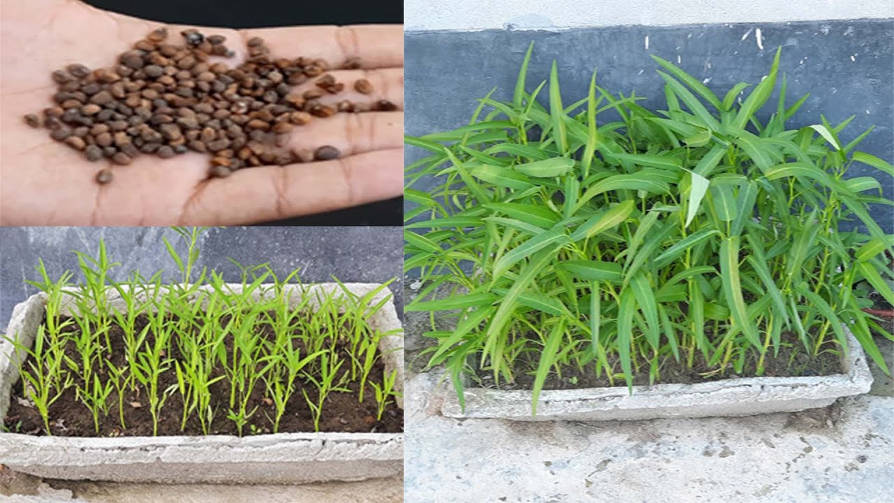 How to grow Water Spinach or Kalmi Saag In Pots at home Easily