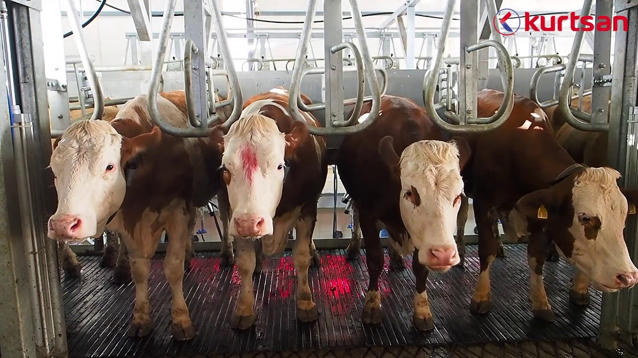 Kurtsan Vertical Parallel Milking Parlour with Allflex SCR Herd Management System