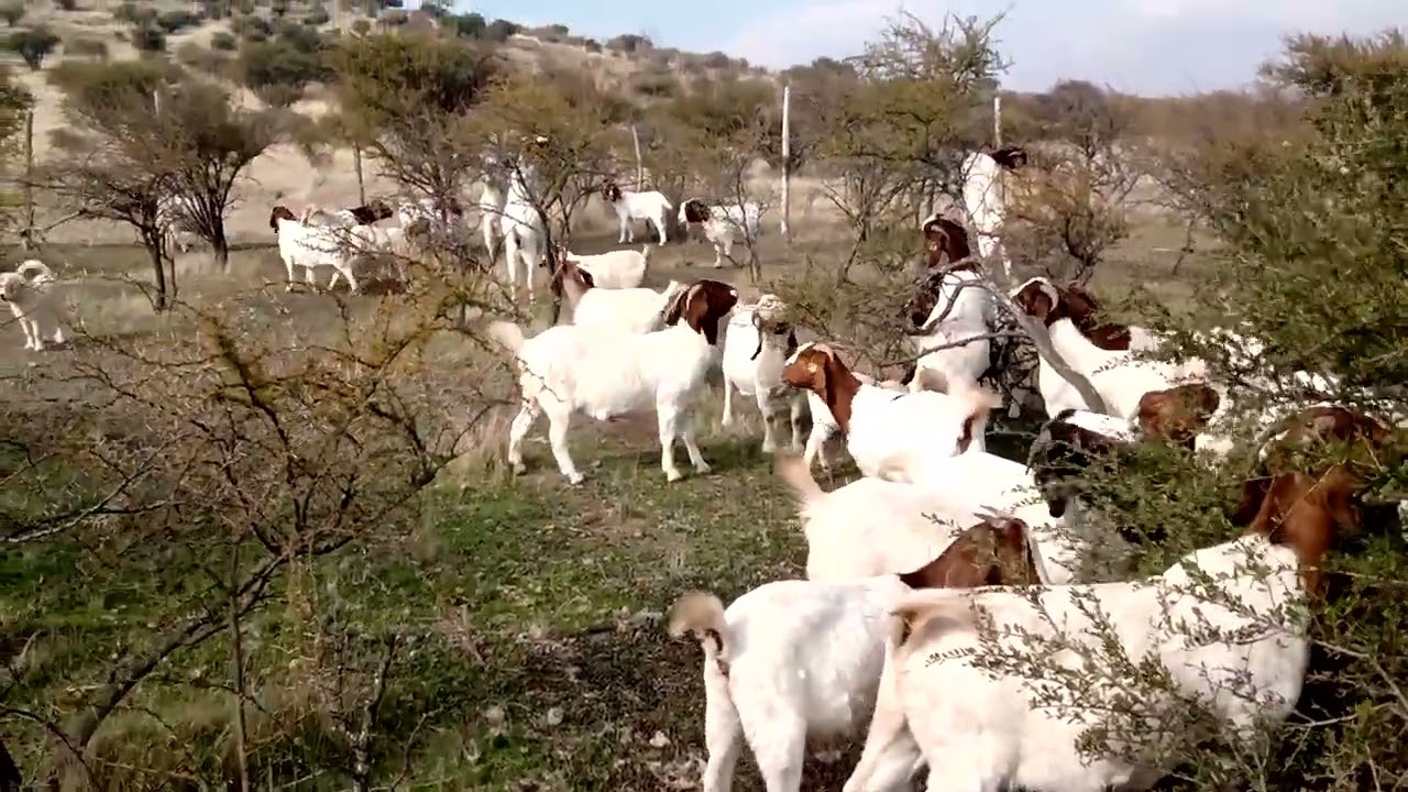 Cabras Boer en horas de ramoneo en el Criadero La Colina (Retiro, Chile)