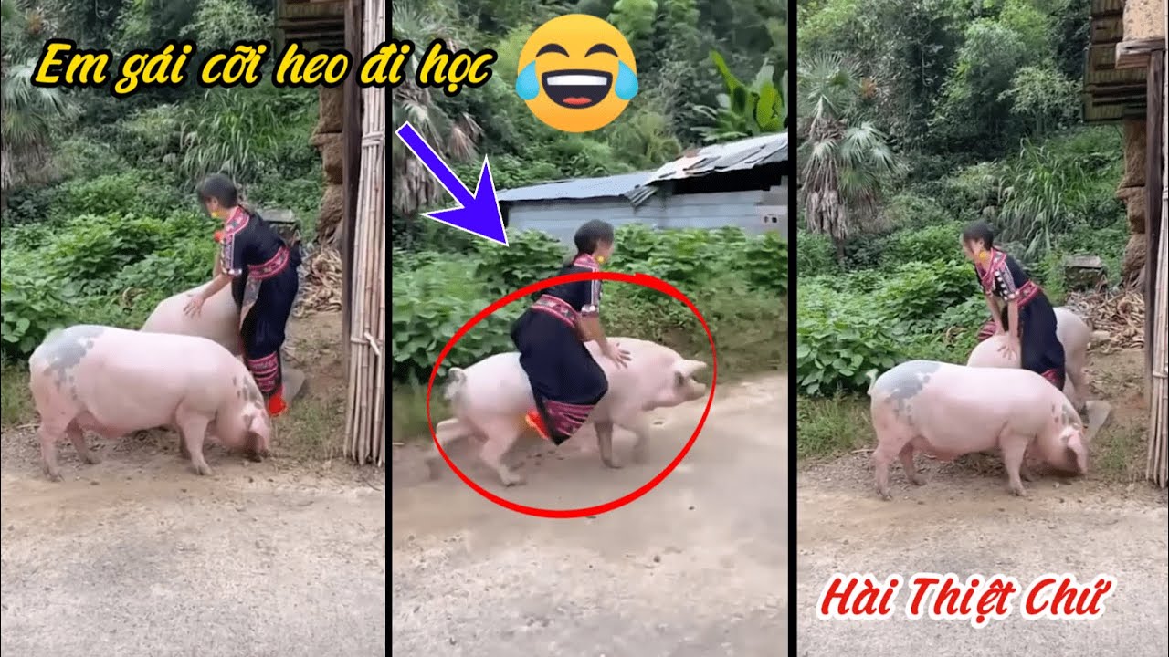 Hài Hước Cùng Em Gái Cỡi Heo Đi Học Nào / Hài Thiệt Chứ