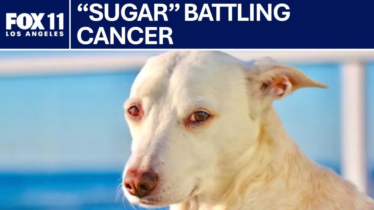 Surfing therapy dog battling cancer | FOX 11 LA
