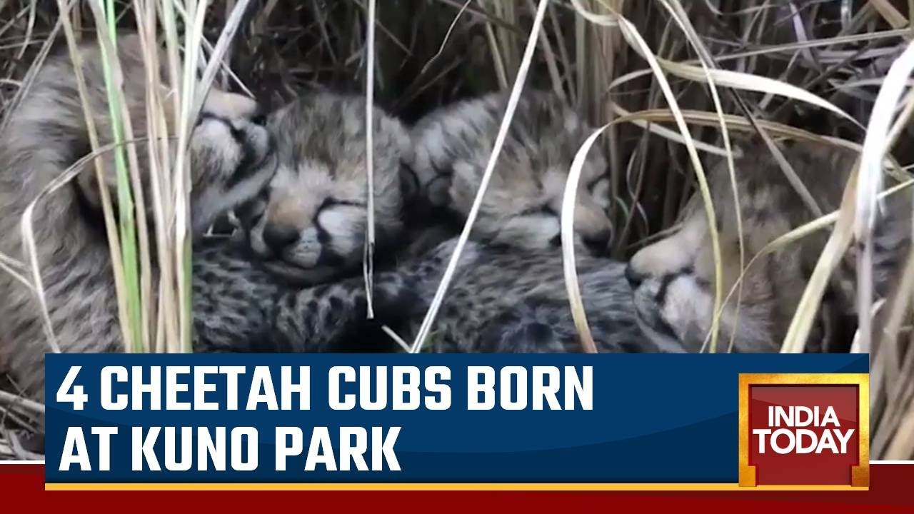 Watch: Cheetah Brought From Namibia Gives Birth To 4 Cubs At Kuno National Park