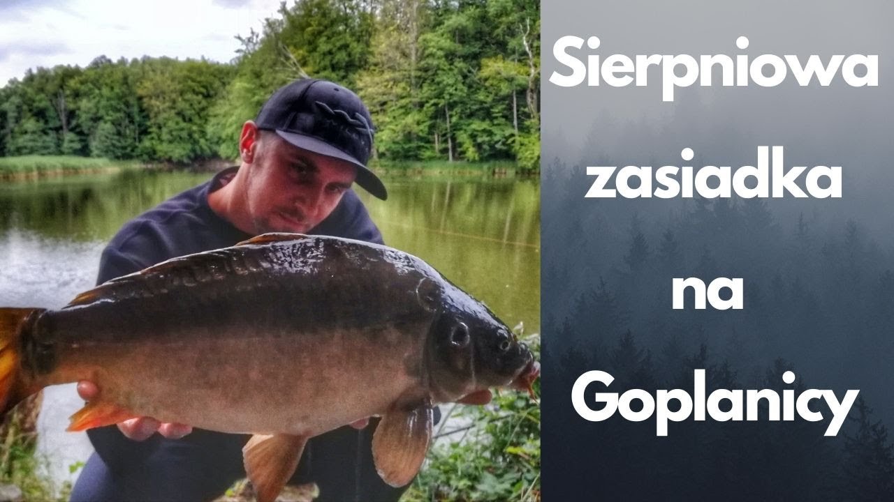 Goplanica - sierpniowa zasiadka karpiowa.
