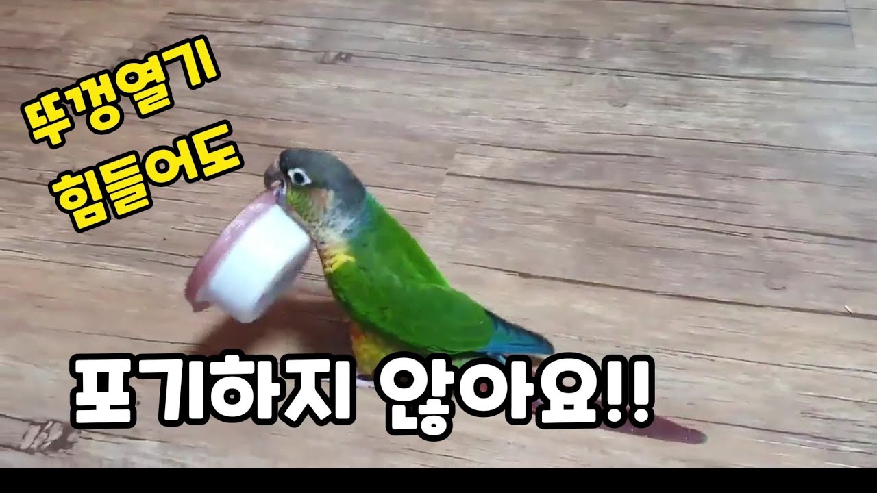 모이통 열려다 화나서 뚜껑에 화풀이하는 담이!!??#코뉴어앵무새 #