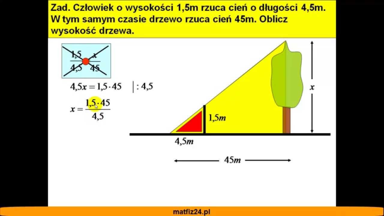 Oblicz wysokość drzewa - Podobieństwo trójkątów - Matfiz24.pl