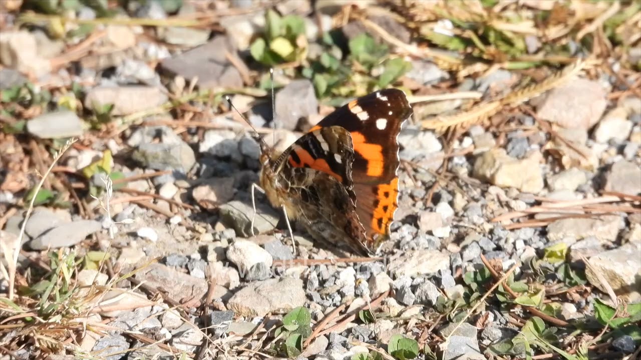 Indian red admiral butterfly basking on Himalayan forest floor