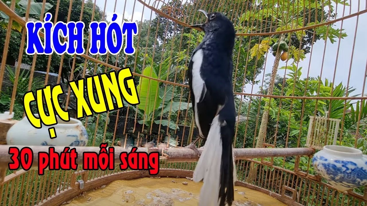 Choè than hót đấu giọng rừng CỰC SUNG Chòe Than Hót Giọng Rừng Kích Trống Căng Lửa hót | choe than