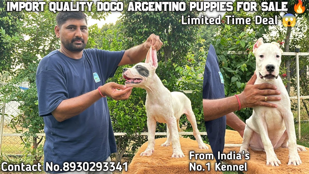 Limited Time Deal 😱| Import Quality Dogo Argentino Puppies For Sale 🔥 | Contact No.8930293341