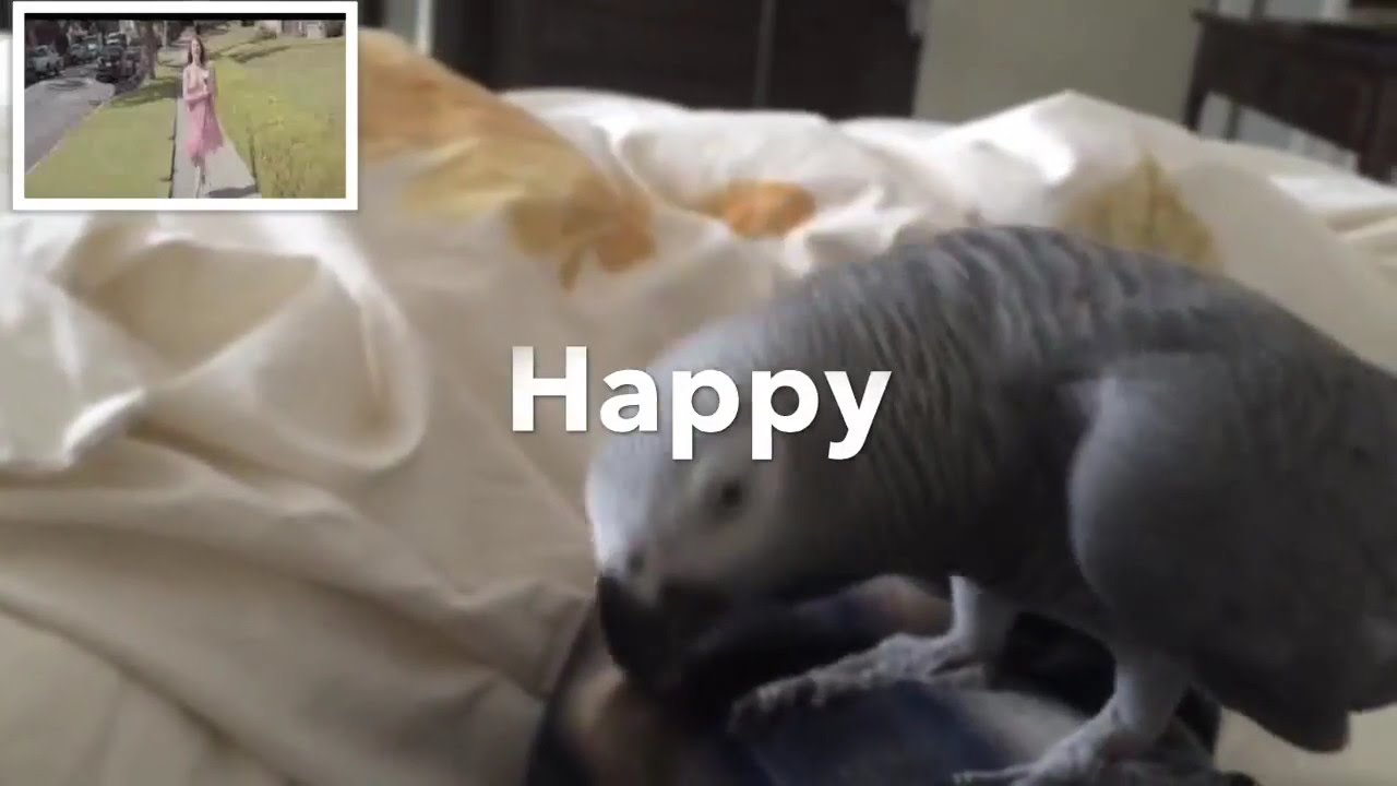 Grey Parrot dancing to the music Pharrell Williams 