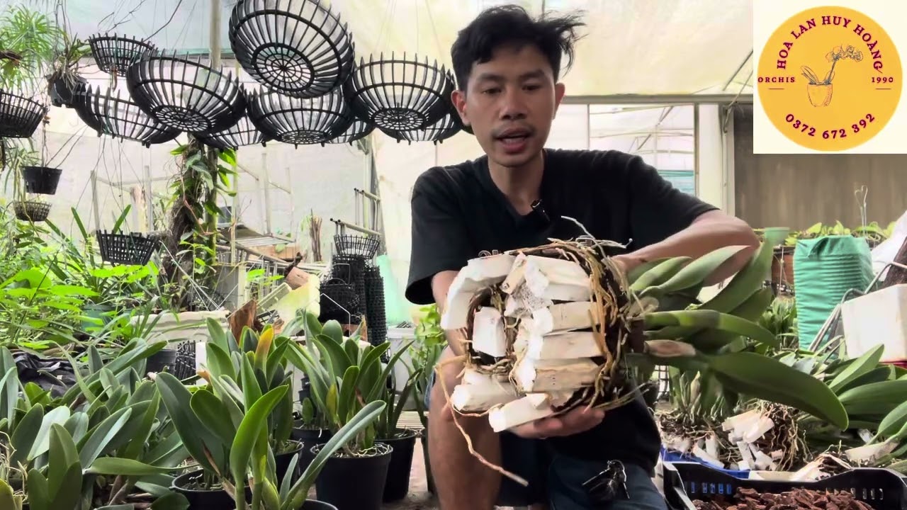 Cùng làm tác phẩm Sangyang ruby cùng Hoalan huyhoang #orchid #hoalandep #cattleya 