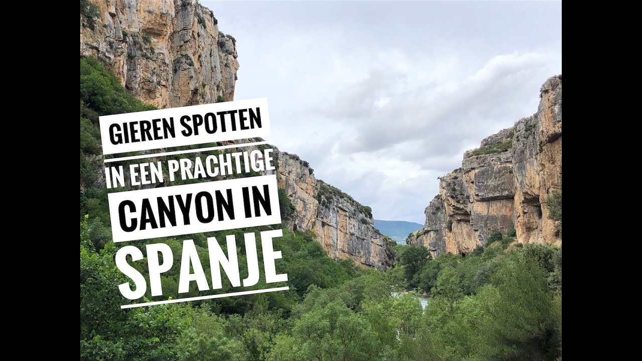 #041 Gieren spotten in Lumbier Spanje