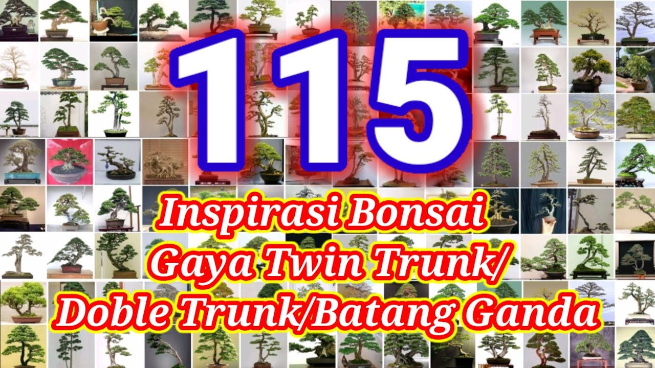 Inspirasi Bonsai gaya Twin Trunk/Double trunk (Batang ganda)