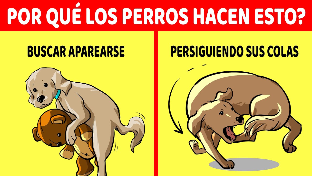 Explicación De Los 15 Comportamientos Más Extraños De Los Perros