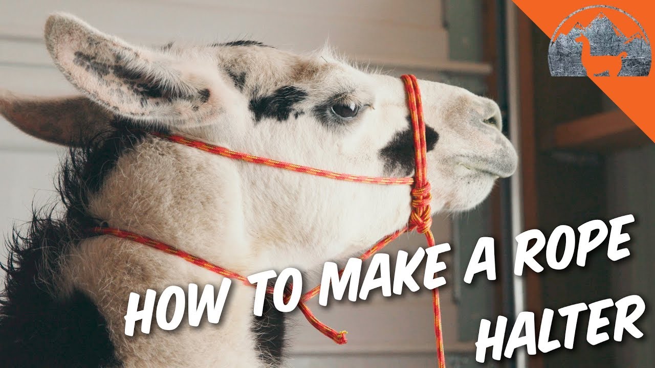 When your llama gets loose? MAKE A ROPE HALTER - Ep.63 - Llama Life