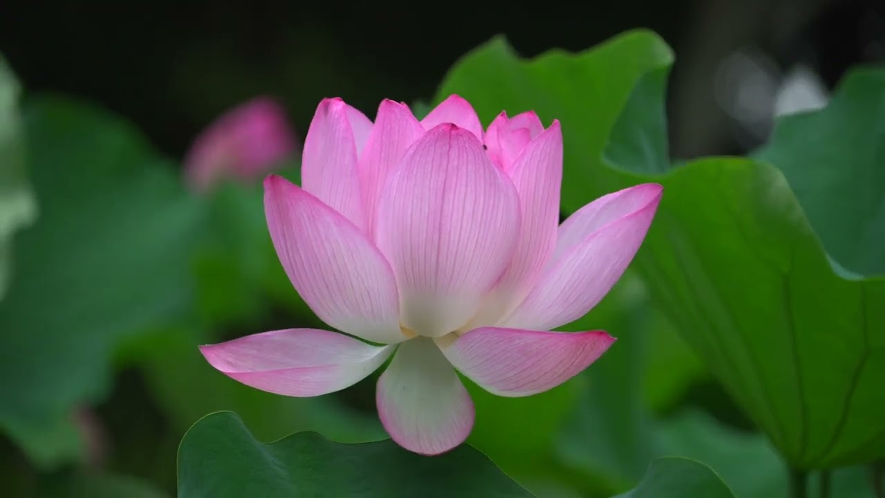 蓮〜春日大社