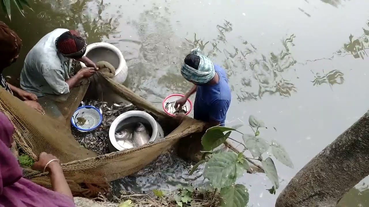 পুকুরের দেশি বাটা আর কাদলা মাছ চালাই করা হচ্ছে