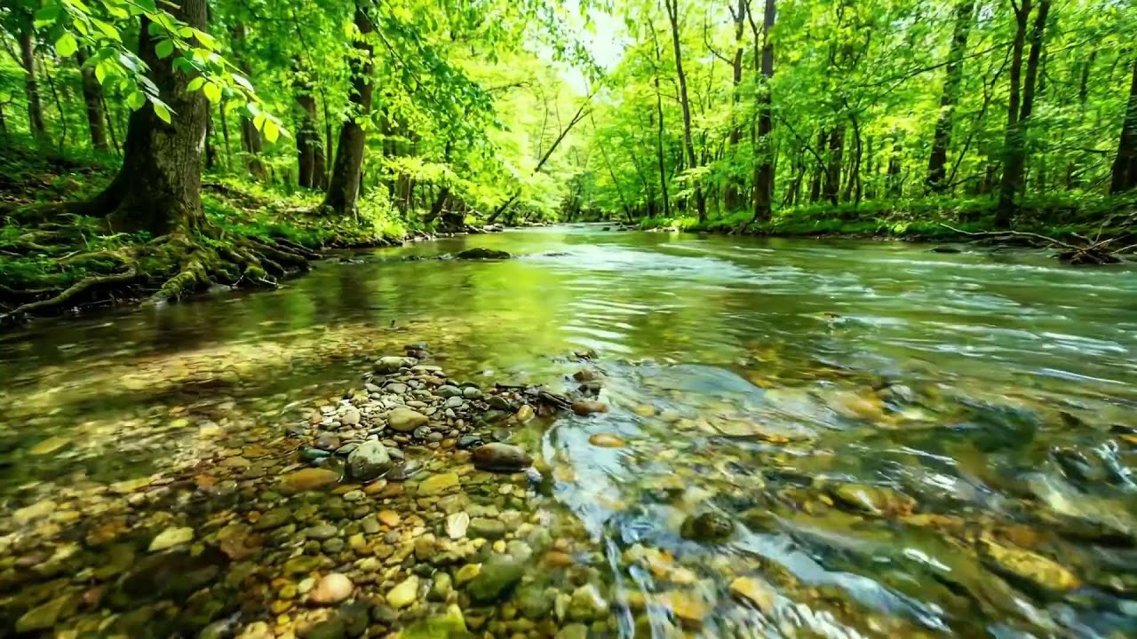 Gentle Forest Stream Soothing the Mind, Birds Singing Softly, Relax and Forget Stress Deeply