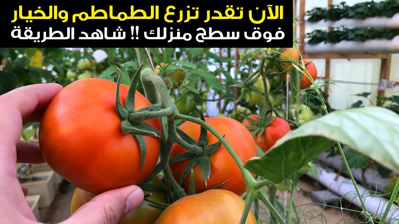 زراعة الخضار الطماطم والخيار بسطح منزل!! الزراعة المائية | سناب الاحساء