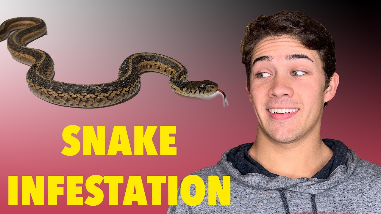 Snake Removal! & Testing Snake Repellant